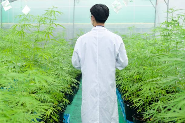 Propelling Hemp Agriculture: Uniting the Power of Propane with Hemp Farming