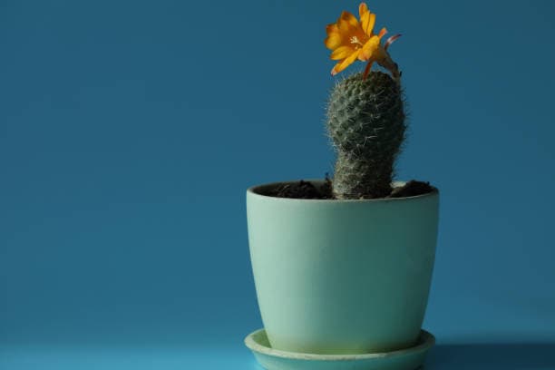 Strategies for Effective Employee Development