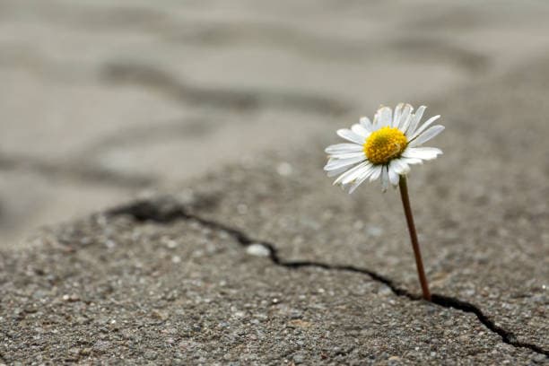 Building Adaptive Strategies to Enhance Business Resilience